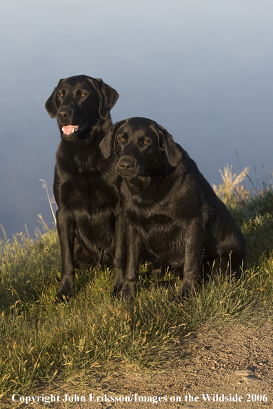 Black Labrador Retrievers