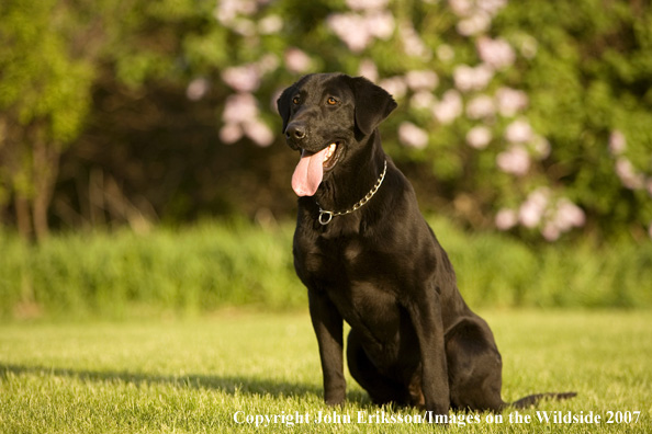 Black Labrador Retriever