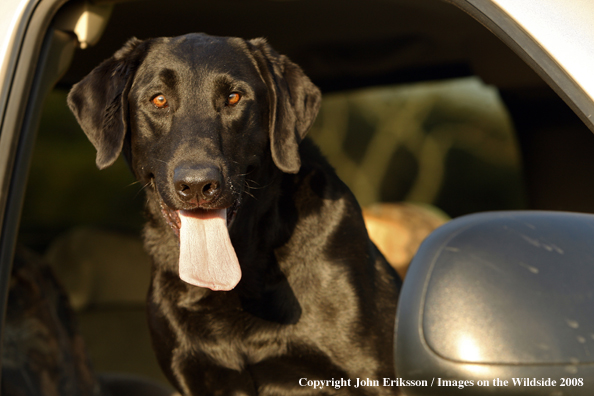 Black Labrador Retriever in truck