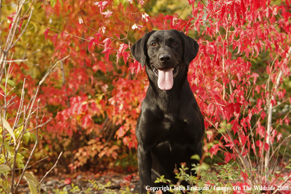 Black Labrador Retriever 