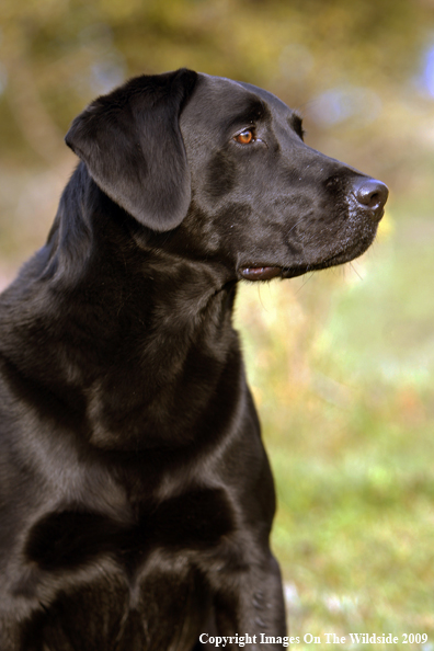 Black Labrador Retriever