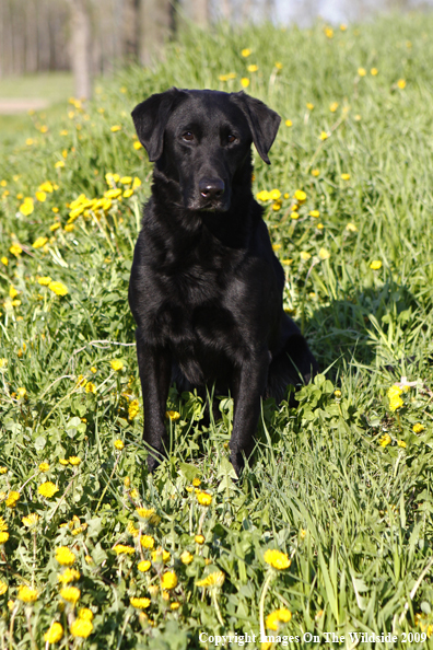 Black Labrador Retriever in field