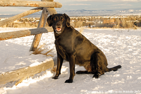 Black Labrador Retriever in winter. 