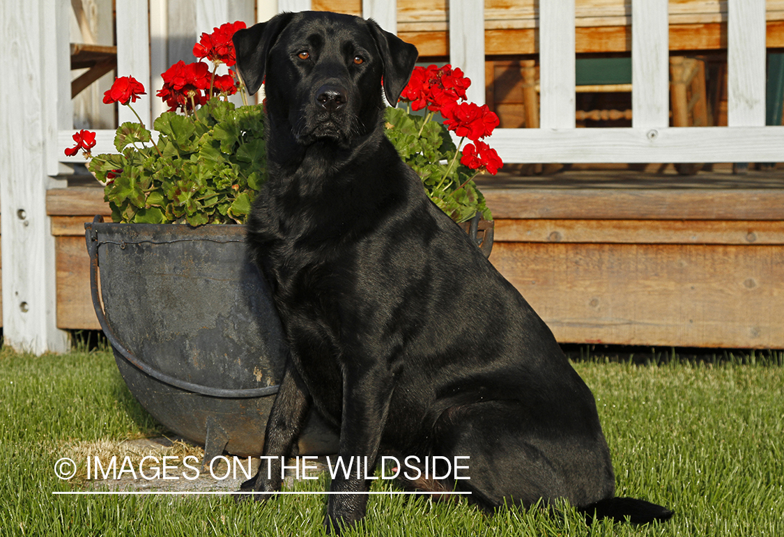 Black Labrador Retriever