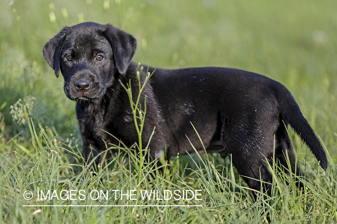 Black lab puppy in grass.