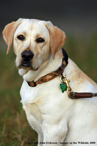 Yellow Labrador Retriever in field