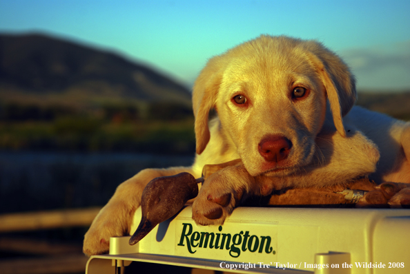 Yellow Labrador Puppy