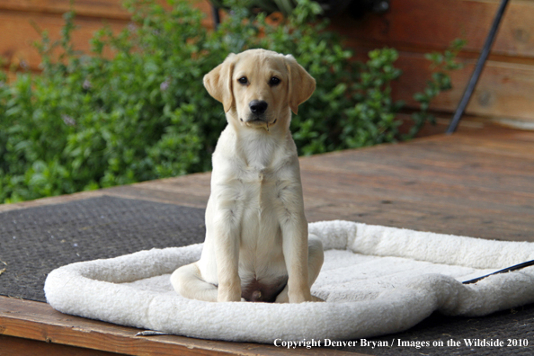 Yellow Labrador Retriever Puppy on bed