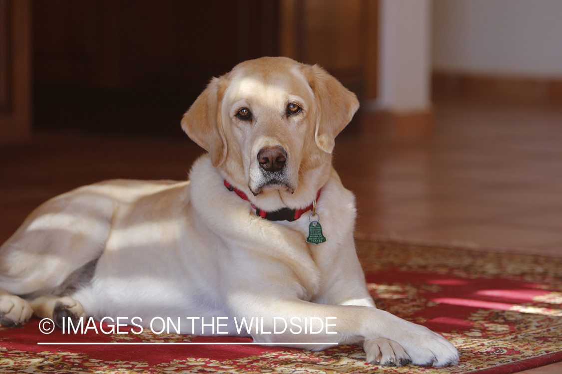 Yellow lab laying on rug.