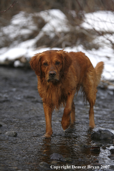 Golden Retriever standing in stream