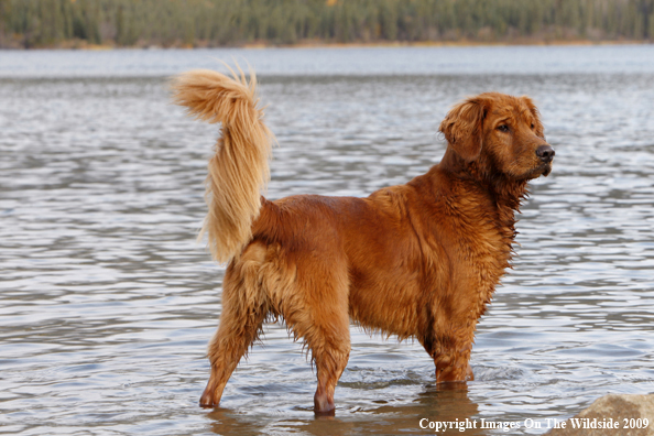 Golden Retriever