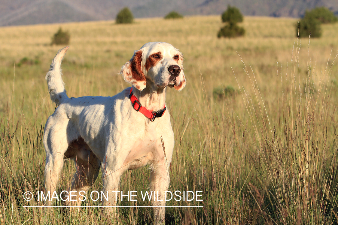 English setter.