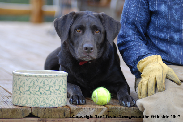 Chocolate Labrador Retriever with owner