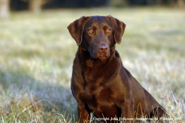 Chocolate Labrador Retrievers in field