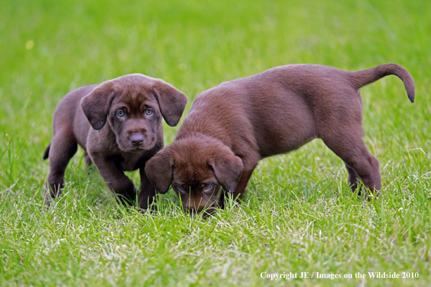 Chocolate Labrador Retriever Puppies