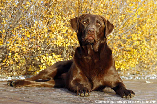 Chocolate Labrador Retriever