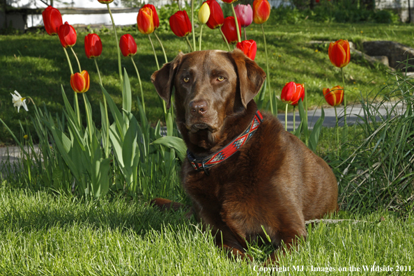 Chocolate Labrador Retriever.