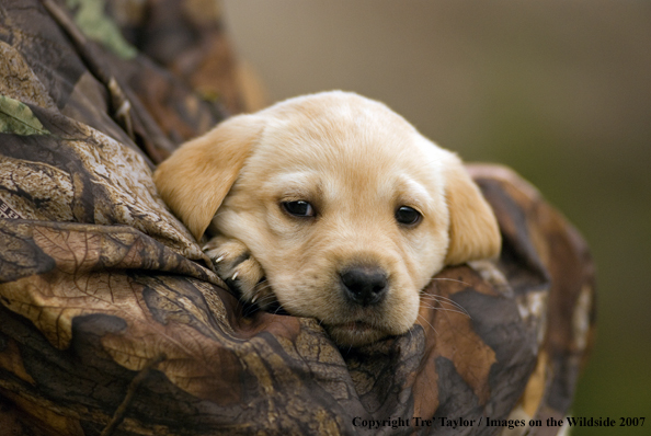 Labrador Puppy