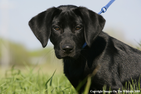 Black Labrador Retriever puppy in field