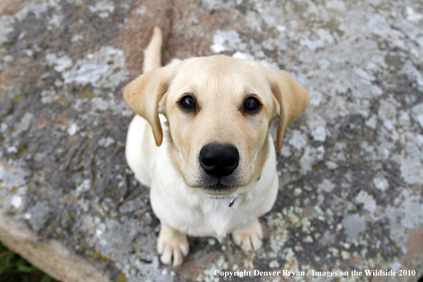 Yellow Labrador Retriever Puppy