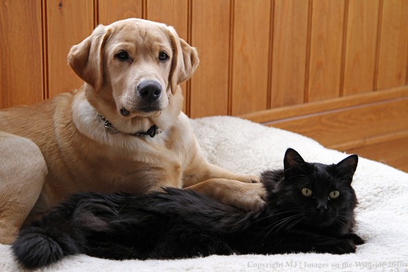 Yellow Labrador Retriver puppy with black cat. 