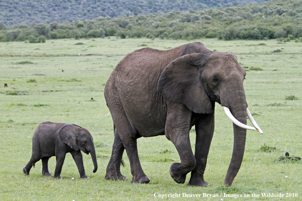 African Elephant (cow with calf)