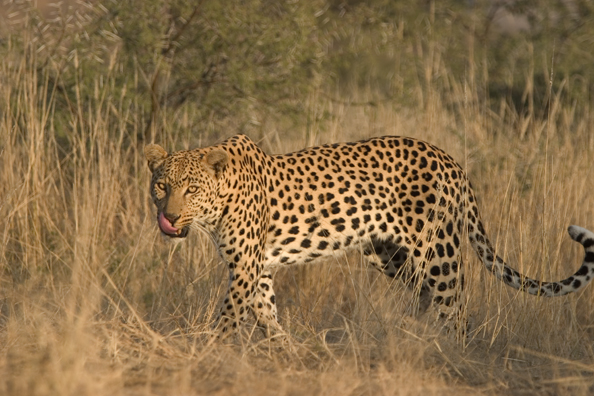 Leopard in habitat. Africa