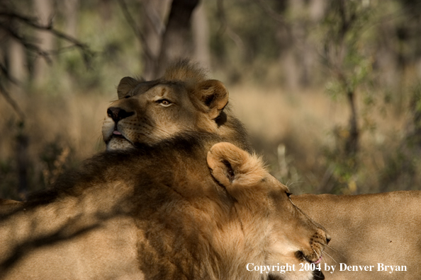 Male African lions in habitat. Africa