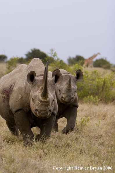 Black rhino in Africa.