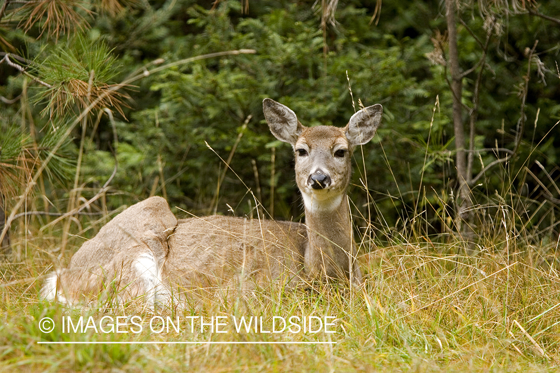 White-tailed deer in habitat. 