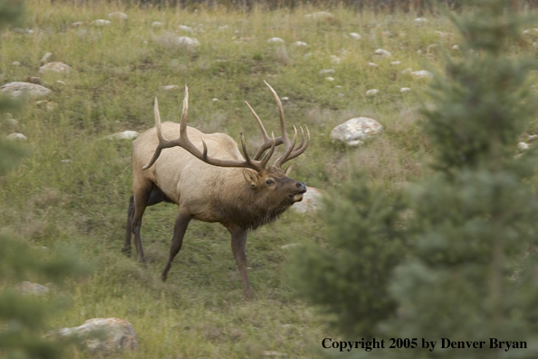 Bull elk bugling.