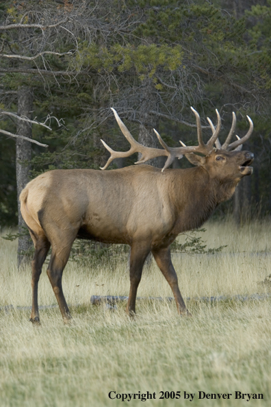 Rocky Mountain bull elk bugling.