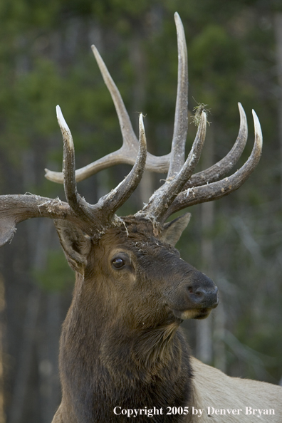 Rocky Mountain bull elk bugling.