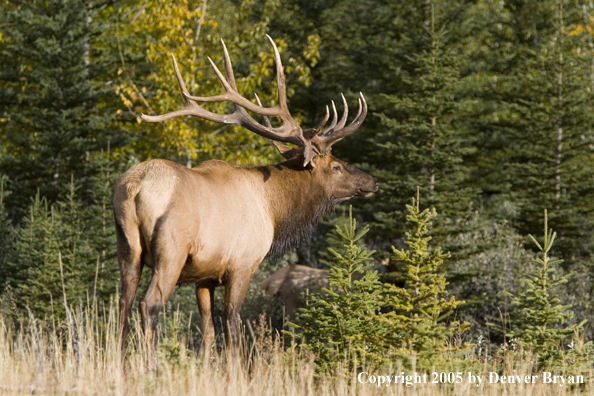 Bull elk in habitat.