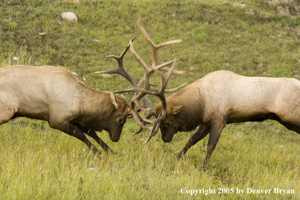 Bull elk fighting.