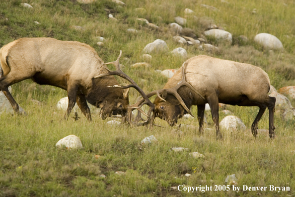 Bull elk fighting.