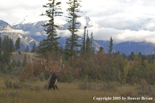 Bull elk in habitat.