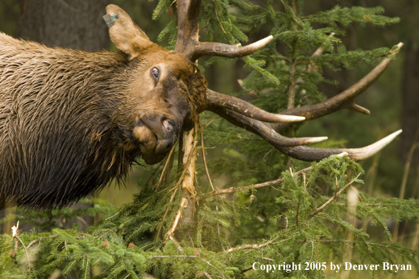 Bull elk in habitat.