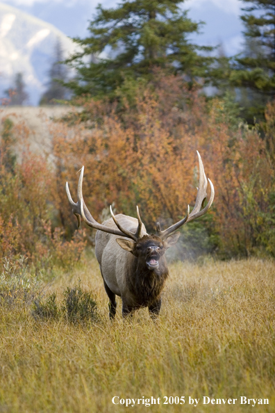 Rocky Mountain bull elk bugling.