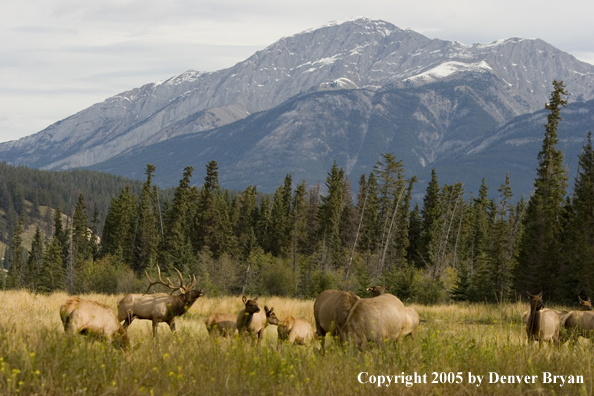 Bull elk in habitat with cows.