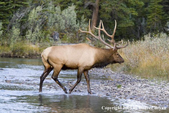 Bull elk in habitat.