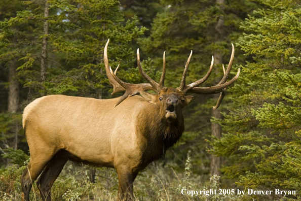 Rocky Mountain bull elk bugling.