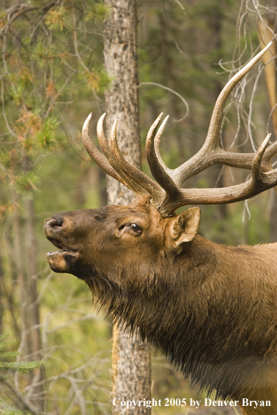 Rocky Mountain bull elk bugling.