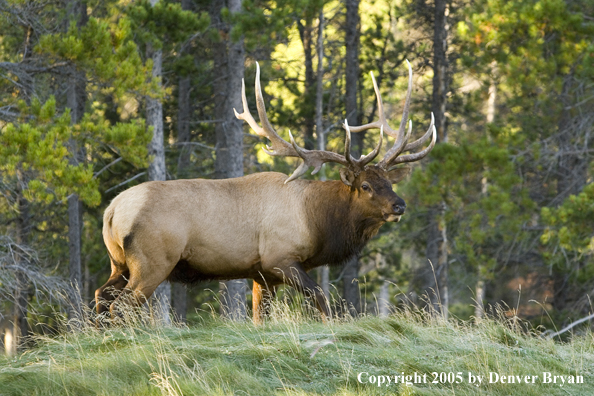 Bull elk in habitat.