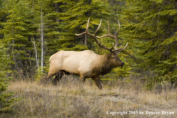 Bull elk in habitat.