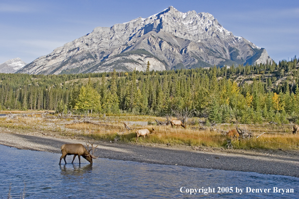 Bull elk in habitat with cows.