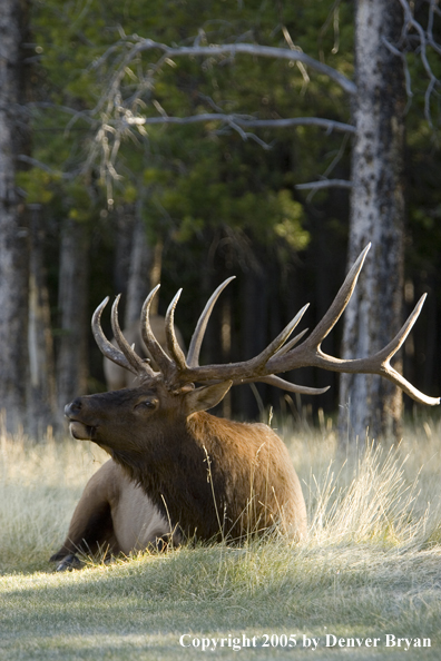 Bull elk in habitat.