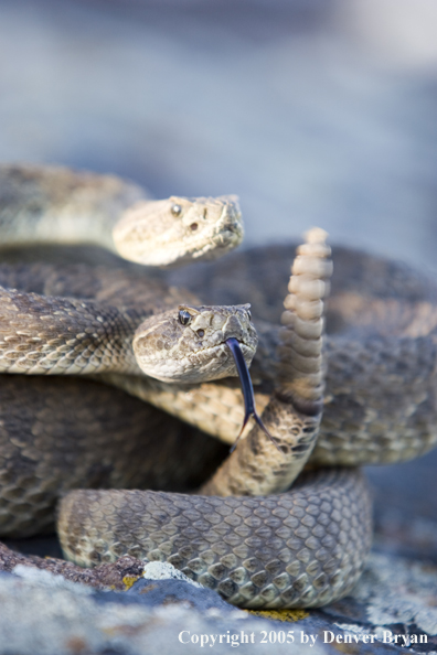 Rattlesnakes on rocks.