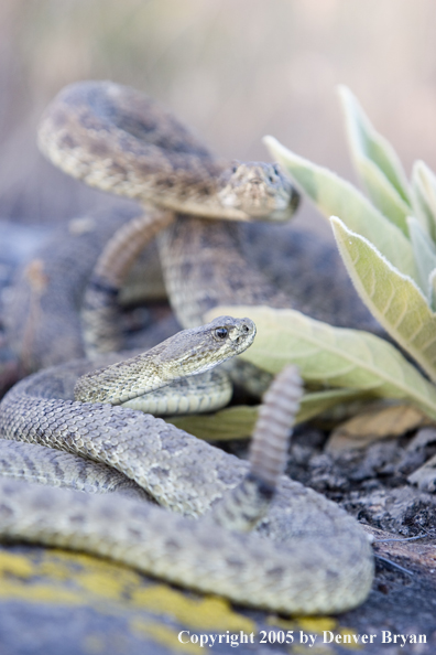 Rattlesnakes on rocks.