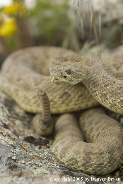 Rattlesnake on rocks.